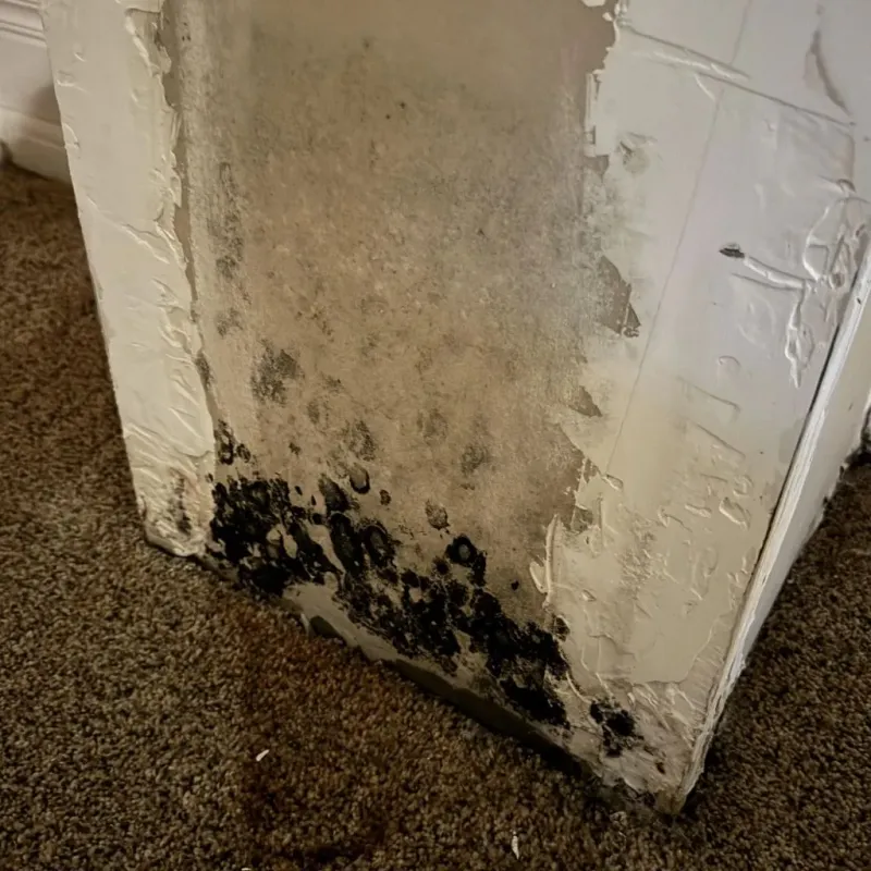 Professional Mold Removal in Citrus County, FL